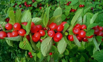 Prunus tomentosa - plantare, îngrijire, cultivare (Prunus tomentosa) Prunus tomentosa - plantare, îngrijire, cultivare