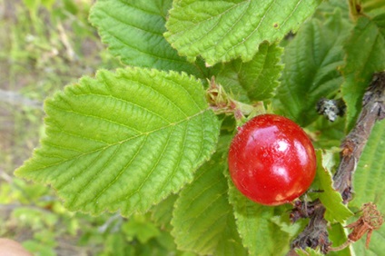 Prunus tomentosa de plantare, cultivare, propagare - fotografii, recenzii, descrieri, caietul de sarcini soiuri (reproducere) Prunus tomentosa de plantare, cultivare, propagare - fotografii, recenzii, descrieri, caietul de sarcini soiuri