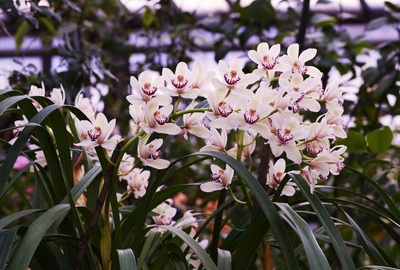 Expoziție de grădină înflorit în grădina botanică - știri - concediu cu copii () Expoziție de grădină înflorit în grădina botanică - știri - concediu cu copii