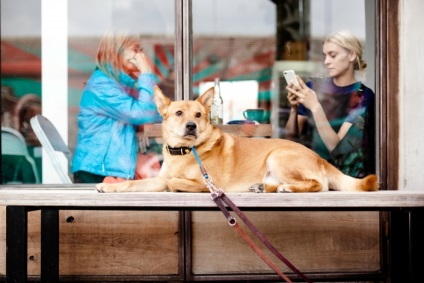 În ce țări este mai mult decât dragostea animale de companie, tutitam (dragoste) În ce țări este mai mult decât dragostea animale de companie, tutitam
