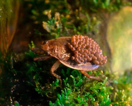 Bug Apa este ceea ce această insectă, obiceiurile și habitatele sale (bug) Bug Apa este ceea ce această insectă, obiceiurile și habitatele sale