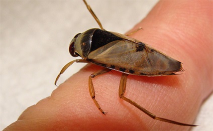 Bug apa (Gladyshev) (apă) bug apa (Gladyshev)
