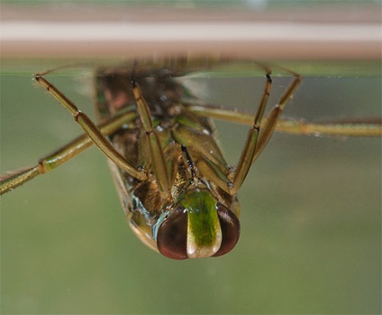 Bug Water (Gladyshev) (bug) bug apa (Gladyshev)