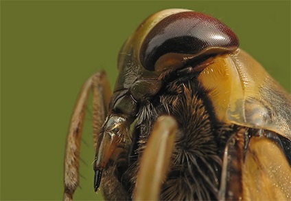 Bug apa (Gladyshev) (apă) bug apa (Gladyshev)