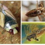 bug-ul de apă Gladyshev - fotografii, descriere, decât să mănânce (Gladyshev) bug-ul de apa Gladyshev - fotografii, descriere, feed-