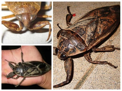 bug-ul de apă Gladyshev - fotografii, descriere, decât să mănânce (tipuri de bug-uri de apă) bug-ul de apa Gladyshev - fotografii, descriere, feed-