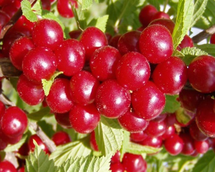 plantare pâslă cireșe și reproducere, cultivare și întreținere (plante) plantare cireșe fetru și de reproducere, cultivare și întreținere