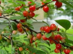 plantare cireșe fetru și reproducere, cultivare și întreținere (semințe) plantare cireșe fetru și de reproducere, cultivare și întreținere