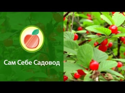 plantare Felt cireșe și reproducere, cultivare și întreținere (gradina) plantare cireșe fetru și de reproducere, cultivare și întreținere