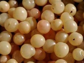 plantare Felt cireșe și reproducere, cultivare și întreținere (de plantare) plantare cireșe fetru și de reproducere, cultivare și întreținere