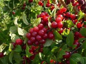 plantare pâslă cireșe și reproducere, cultivare și întreținere (plante) plantare cireșe fetru și de reproducere, cultivare și întreținere