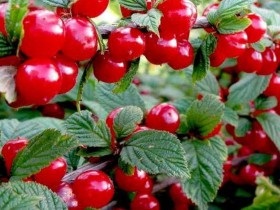 plantare Felt cireșe și reproducere, cultivare și întreținere (de îngrijire) plantare cireșe fetru și de reproducere, cultivare și întreținere