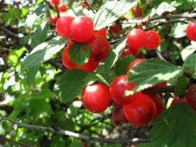 plantare cireșe fetru și de reproducere, cultivare și întreținere (felted) plantare cireșe fetru și de reproducere, cultivare și întreținere