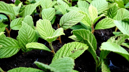 plantare cireșe fetru și de reproducere, cultivare și întreținere (fructe de pădure gust dulce și acru) plantare cireșe fetru și de reproducere, cultivare și întreținere