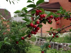 plantare Felt cireșe și reproducere, cultivare și întreținere (de îngrijire) plantare cireșe fetru și de reproducere, cultivare și întreținere