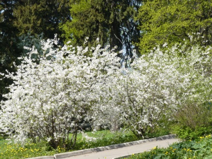 plantare cireșe fetru și reproducere, cultivare și întreținere (semințe) plantare cireșe fetru și de reproducere, cultivare și întreținere