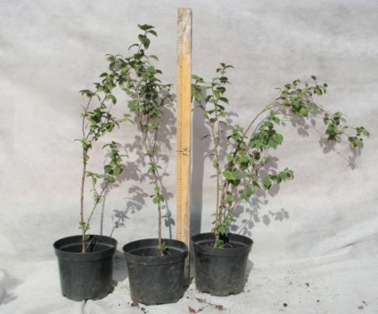 Felt îngrijire cireșe și cultivarea (Cherry) Felt îngrijire cireșe și cultivare