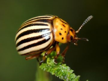 dăunători Garden - dăunători din Rasen grădină (Colorado dăunătorilor gândacului de grădină melci metode de control cricket afide omida momeli otravă) dăunători Garden - dăunători în grădină Rasen