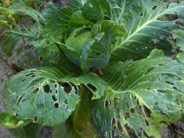 dăunători Garden - dăunători din Rasen grădina (insecte) dăunători Garden - dăunători în grădină Rasen