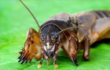 dăunători Garden - dăunători din Rasen grădina (insecte) dăunători Garden - dăunători în grădină Rasen