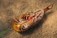 dăunători Garden - dăunători din Rasen grădină (Colorado dăunătorilor gândacului de grădină melci metode de control cricket afide omida momeli otravă) dăunători Garden - dăunători în grădină Rasen