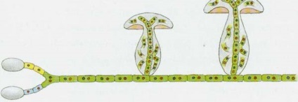Totul despre ciuperci (fungi) Totul despre ciuperci