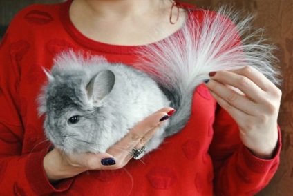 Totul despre chinchilla (creștere) Totul despre chinchilla
