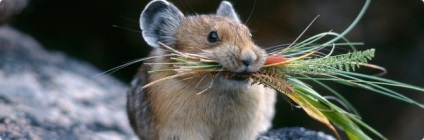 Toate chinchilla (animale) Totul despre chinchilla