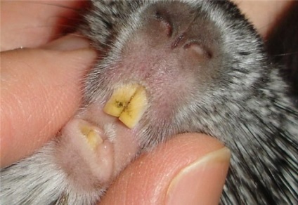 Totul despre chinchilla (creștere) Totul despre chinchilla
