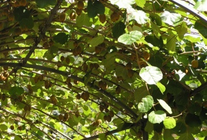 Urcarea plante pentru pergole fotografie titlu perene (plante) Alpinism plante perene pentru pergole din titlu foto