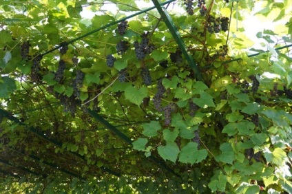 Urcarea plante pentru pergole fotografie titlu perene (perene) Alpinism plante perene pentru pergole din titlu foto