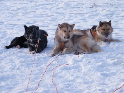 Caracteristici ale inuit Husky (eschimos) Caracteristicile rasei husky