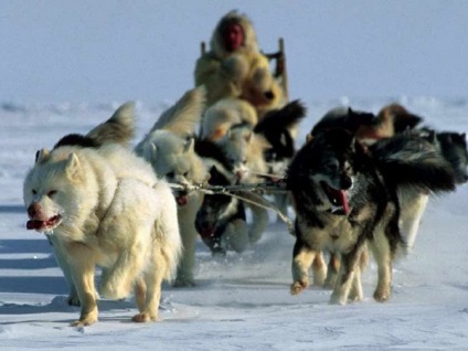 Caracteristici ale inuit Husky (eschimos) Caracteristicile rasei husky