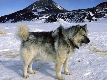 Caracteristicile husky rasa (roca) Caracteristicile rasei husky