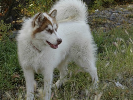Caracteristicile husky rasa (husky) Caracteristicile rasei husky
