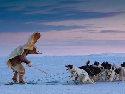 Caracteristici ale inuit Husky (eschimos) Caracteristicile rasei husky