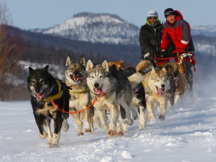 Caracteristicile husky rasa (roca) Caracteristicile rasei husky