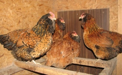 pui rasa caracteristică ucraineană și în special conținutul căciulă rusească său (rocă) Caracteristicile rasei de pui earflaps ucrainene și în special conținutul său