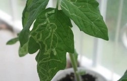 De ce ar ciocan cuie într-un copac (trusă de prim-ajutor au Ogorodnaya) De ce ar ciocan cuie într-un copac