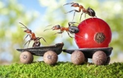 De ce ar ciocan cuie în lemn (cuie) De ce ar ciocan cuie într-un copac
