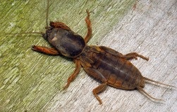 De ce ar ciocan cuie într-un copac (trusă de prim-ajutor au Ogorodnaya) De ce ar ciocan cuie într-un copac
