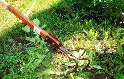 De ce ar ciocan cuie într-un copac (trusa de prim ajutor are Ogorodnaya) De ce ar ciocan cuie într-un copac