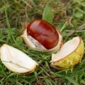 gogonele de la comentarii varicoase și rețete (rețete) gogonele de la comentarii varicoase și rețete