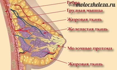 Breast tesut glandular (hiperplazia glandei mamare) Țesutul glandular mamar