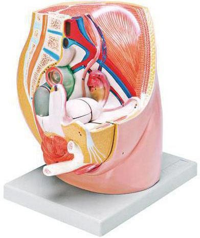 Femeie pelvis anatomie, structura (feminin) pelvis feminin anatomie, structura