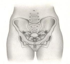 Femeie pelvis anatomie, structura (anatomie) pelvis feminin anatomie, structura