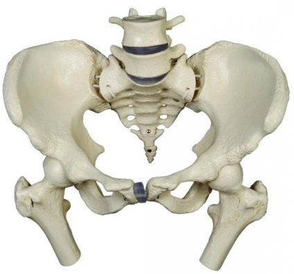 Femeie pelvis anatomie, structura (anatomie) pelvis feminin anatomie, structura