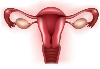 Femeie pelvis anatomie, structura (feminin) pelvis feminin anatomie, structura