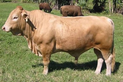 hibrizi de animale (17 poze) - iubitorii de site-ul de animale (cai) hibrizi de animale (17 poze) - iubitorii de site-ul de animale