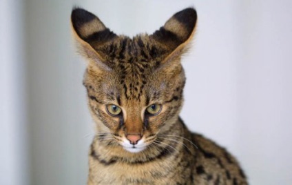 hibrizi de animale (17 poze) - site-ul iubitorilor de animale (Serval) hibrizi de animale (17 poze) - iubitorii de site-ul de animale